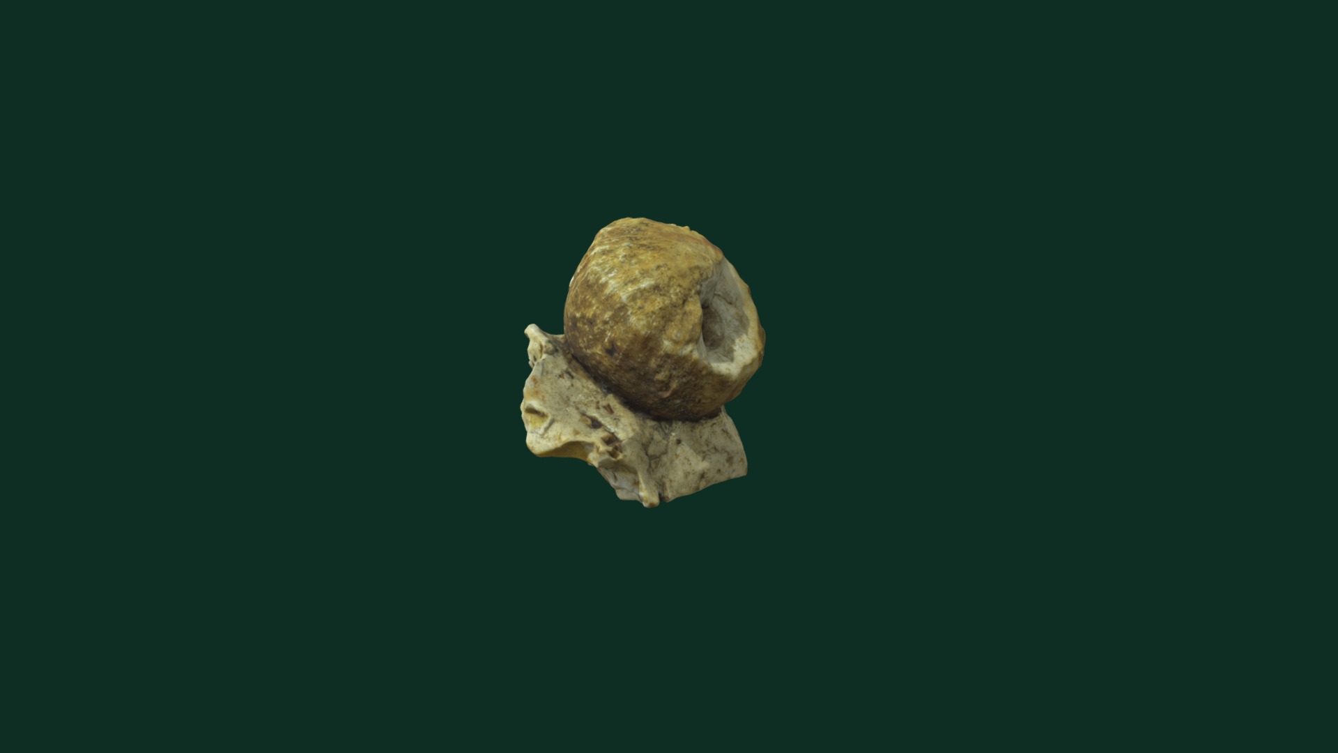 3D model Dichocrinus plicatus - This is a 3D model of the Dichocrinus plicatus. The 3D model is about a mushroom on a green background.