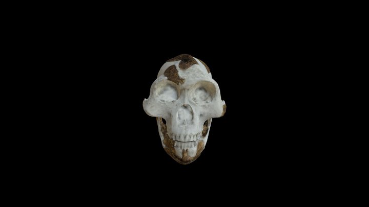 Lucy Skull 3D Model