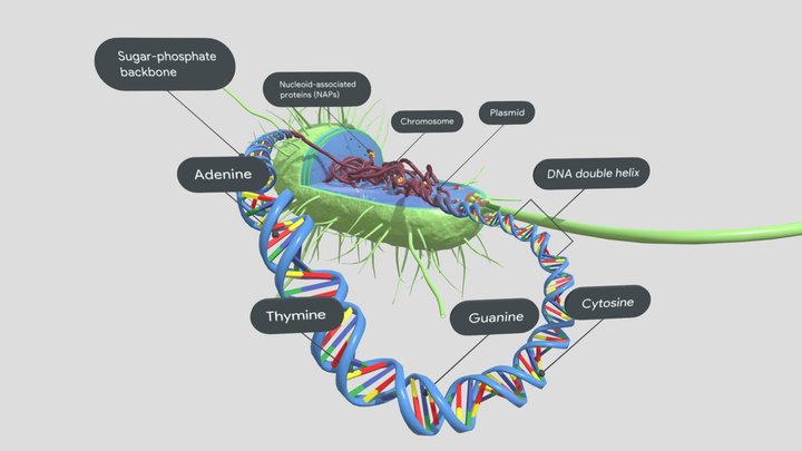 Cromosoma procariote 3D Model