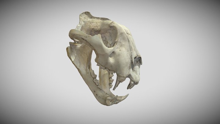 Lioness Skull 3D Model