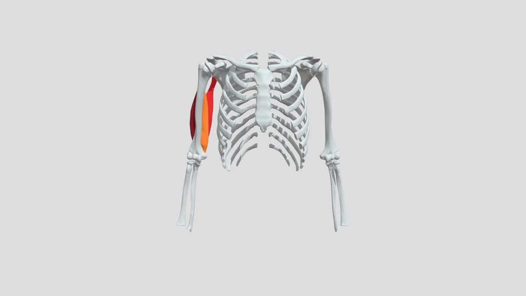 Muscle triceps brachial