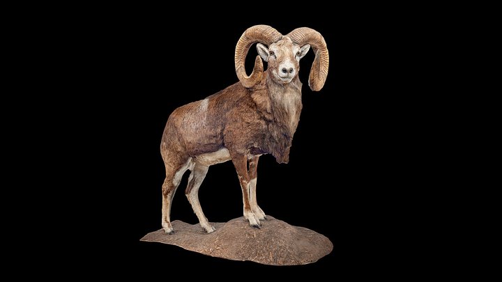 Bélier 3D Model