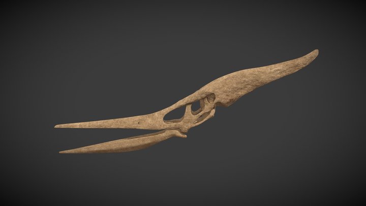 Pteranodon skull / Cráneo de Pteranodon