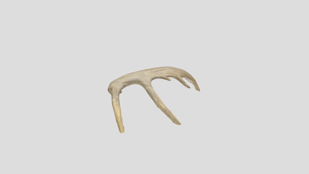 Antlers