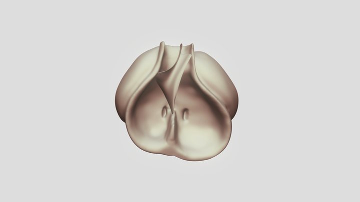 Tetrology of Fallot- Embryonic Heart 3D Model