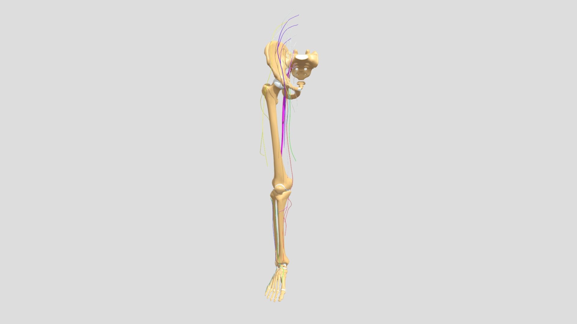 Nerves Of Lower Limb - 3D model by theanatomycode [3b6f949] - Sketchfab