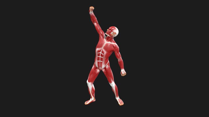Full Body Muscles 3D Model