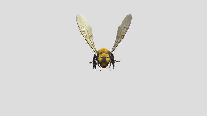 Honey Bee Flying 3D Animated Model 3D Model