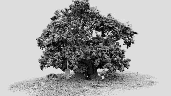 Wyndham's Oak, Silton 3D Model