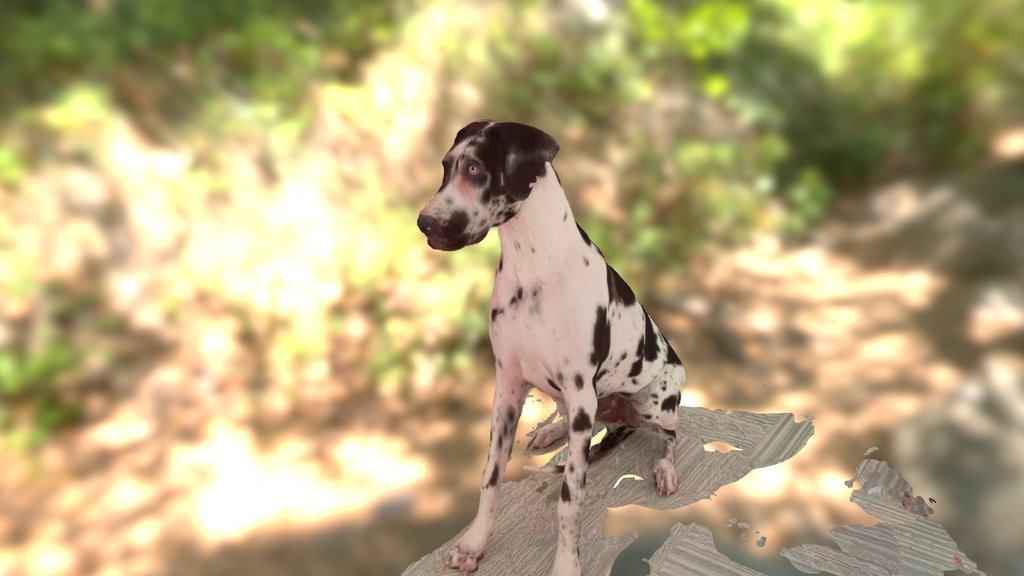 mini-U 3D scan of black and white Great Dane