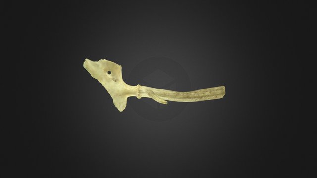 Modern Antler 3D Model
