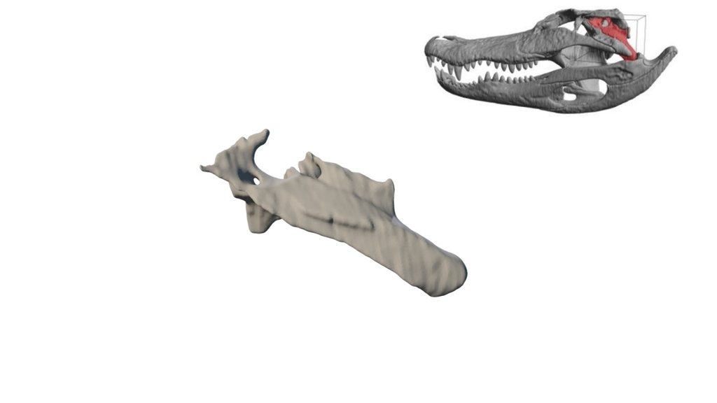 Alligator Quadrate — Sketchfab embed 3D viewer