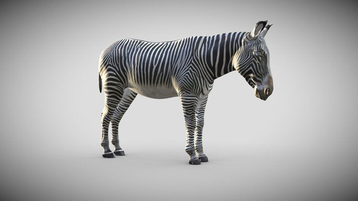 Grevy's Zebra Wip 3D Model