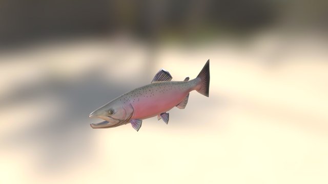 Salmon 3D Model