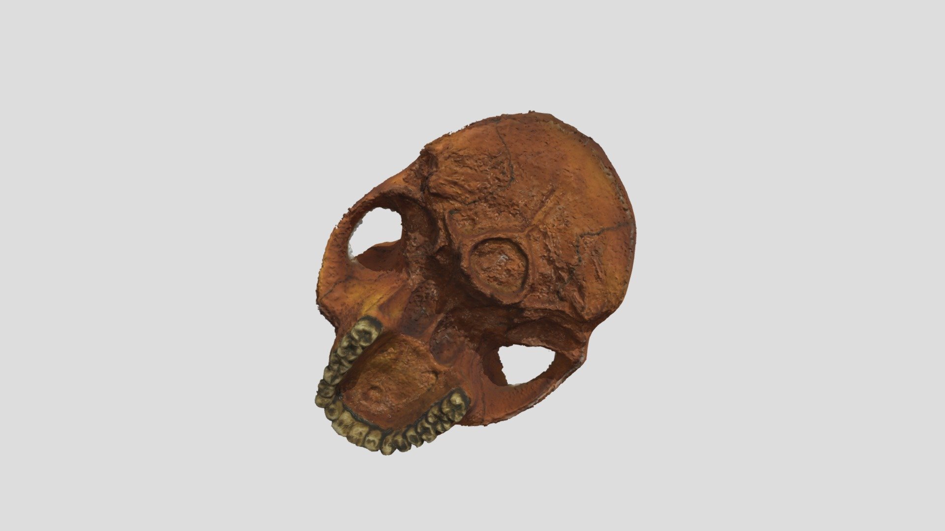 Skull F Reduced