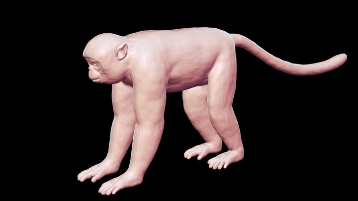 Rhinopithecus Roxellana Base Mesh 3D Model 3D Model