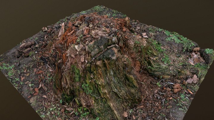 Old red wood tree stump 3D Model