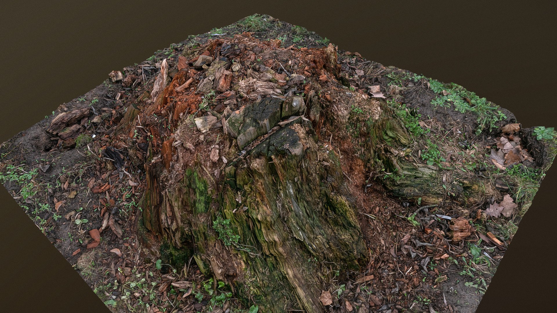 Old red wood tree stump