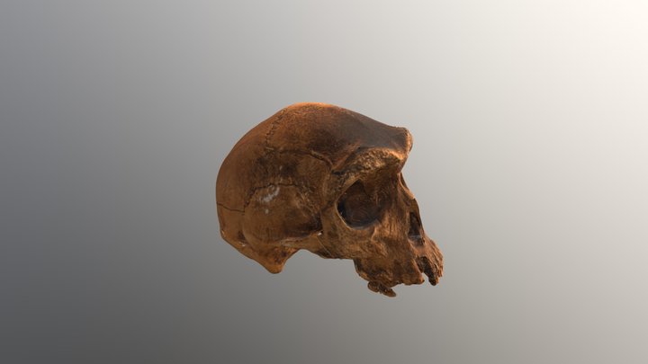 Kabwe Skull 3D Model