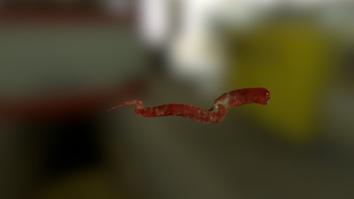 Alien Chestburster 3D Model