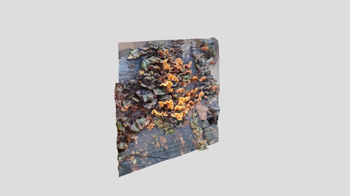 Hairy Curtain crust fungus – Modello 3D gratuito STL