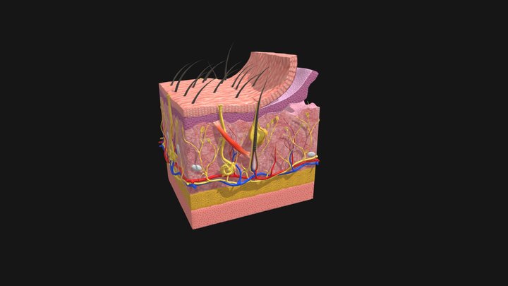 Hair Folicals 3D Model