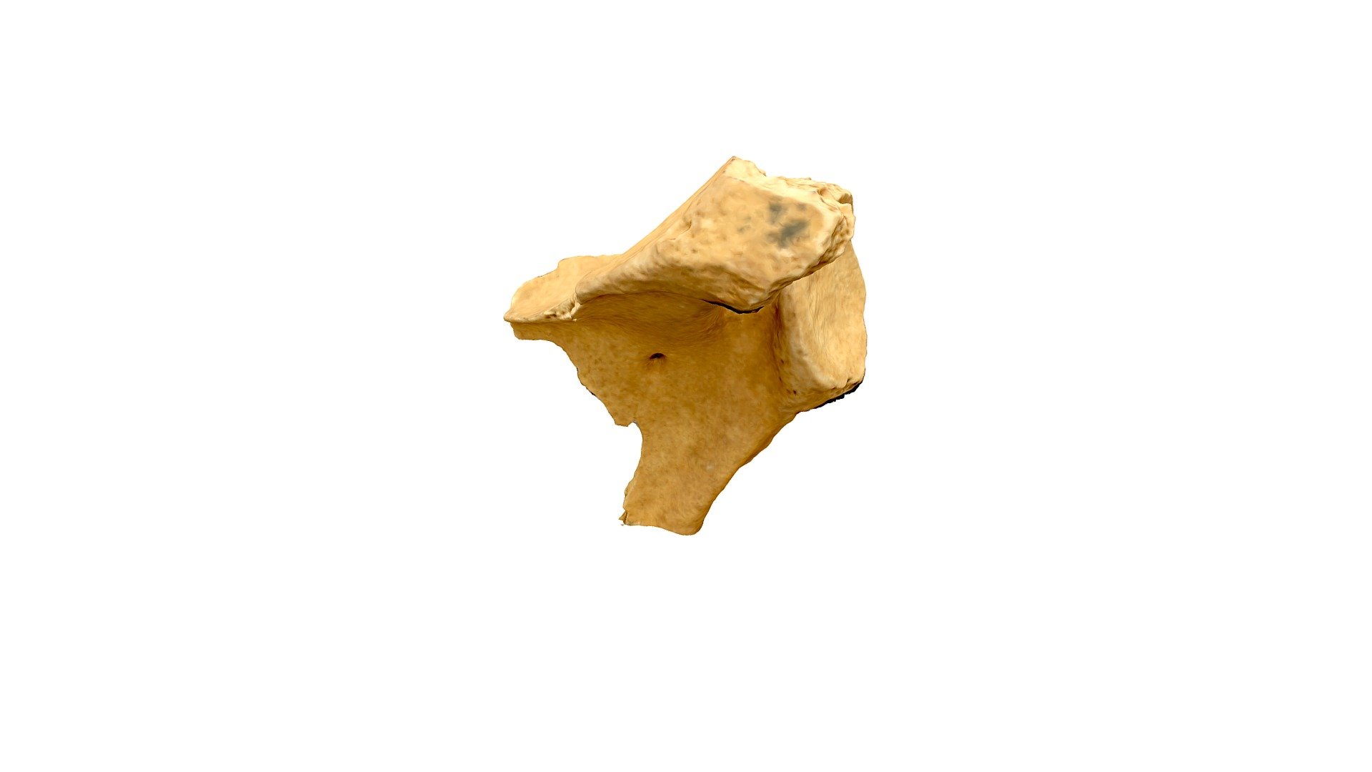 Wisad Scapula 1 View 2