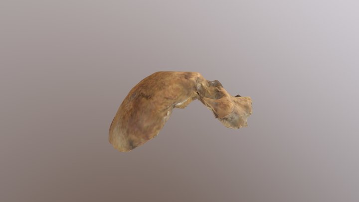 SK176 Skull Fragment 3D Model