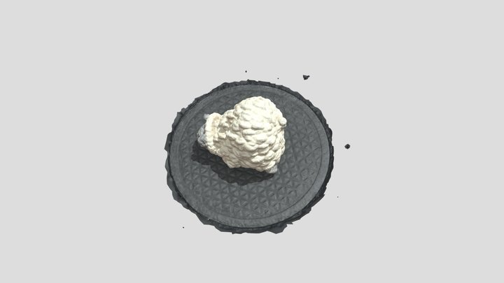 SHAWN 3D Model