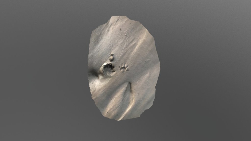 Foot