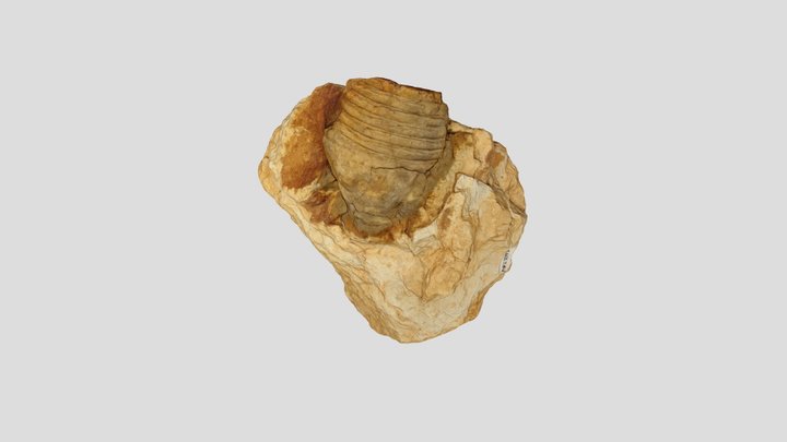 My stunning 3D asset 3D Model