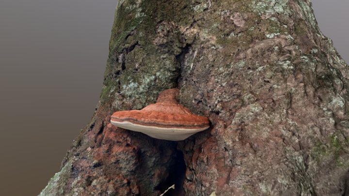 Ganoderma applanatum （コフキサルノコシカケ） 3D Model