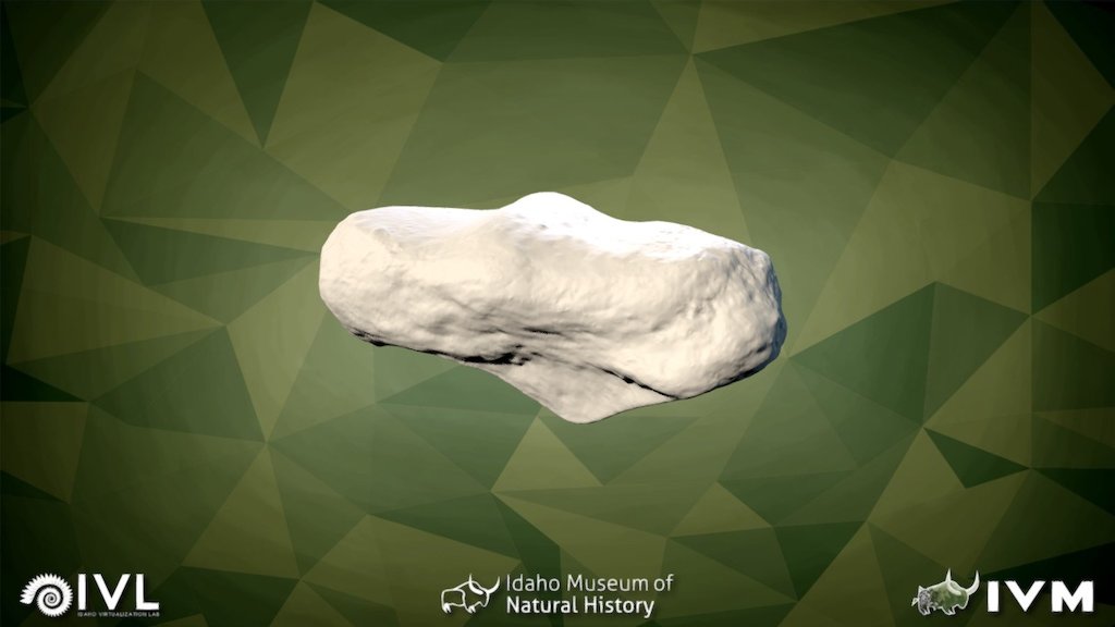 IMNH-75002-27- Sesamoid