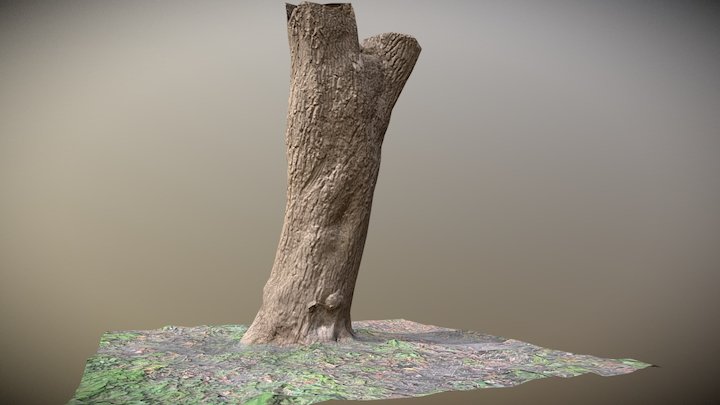Tree Bark 2 3D Model