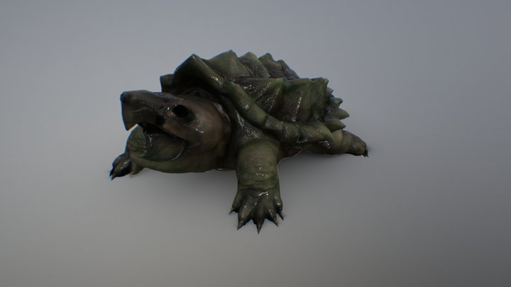 Alligator Turtle 3D Model