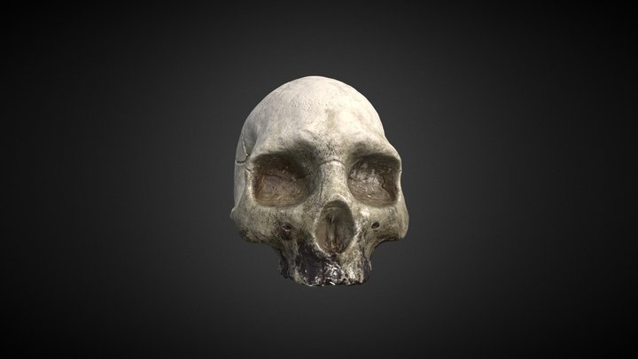 Realistic Human Skull 3D Model