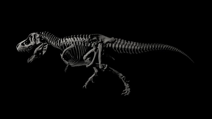 t-rex 3D Model