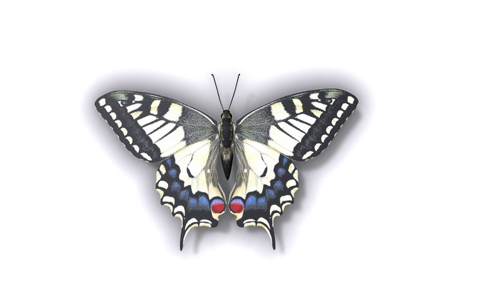 Butterfly "Papilio Machaon" - Borboleta 3D Model