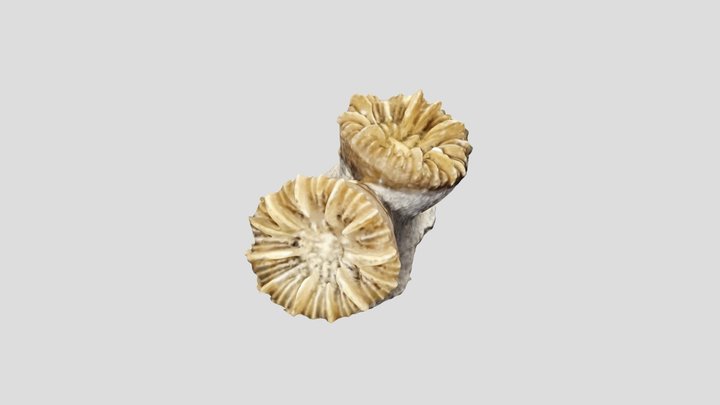 corallite phyllangia (bu3) 3D Model