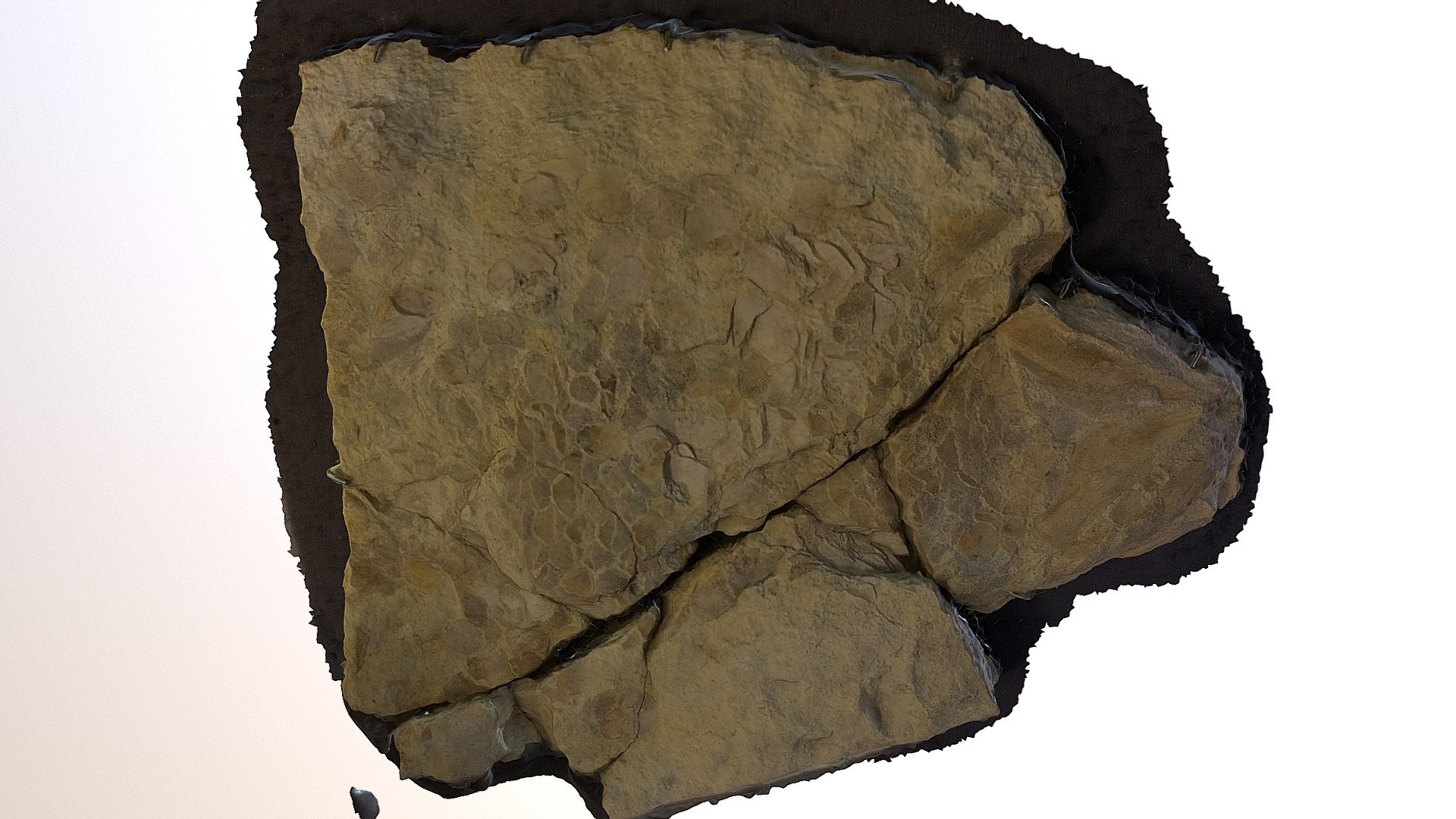 Holoptychius