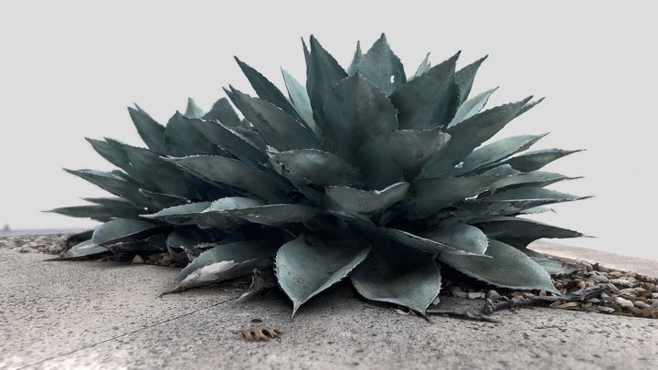 Whale's Tongue Agaves 3D Model
