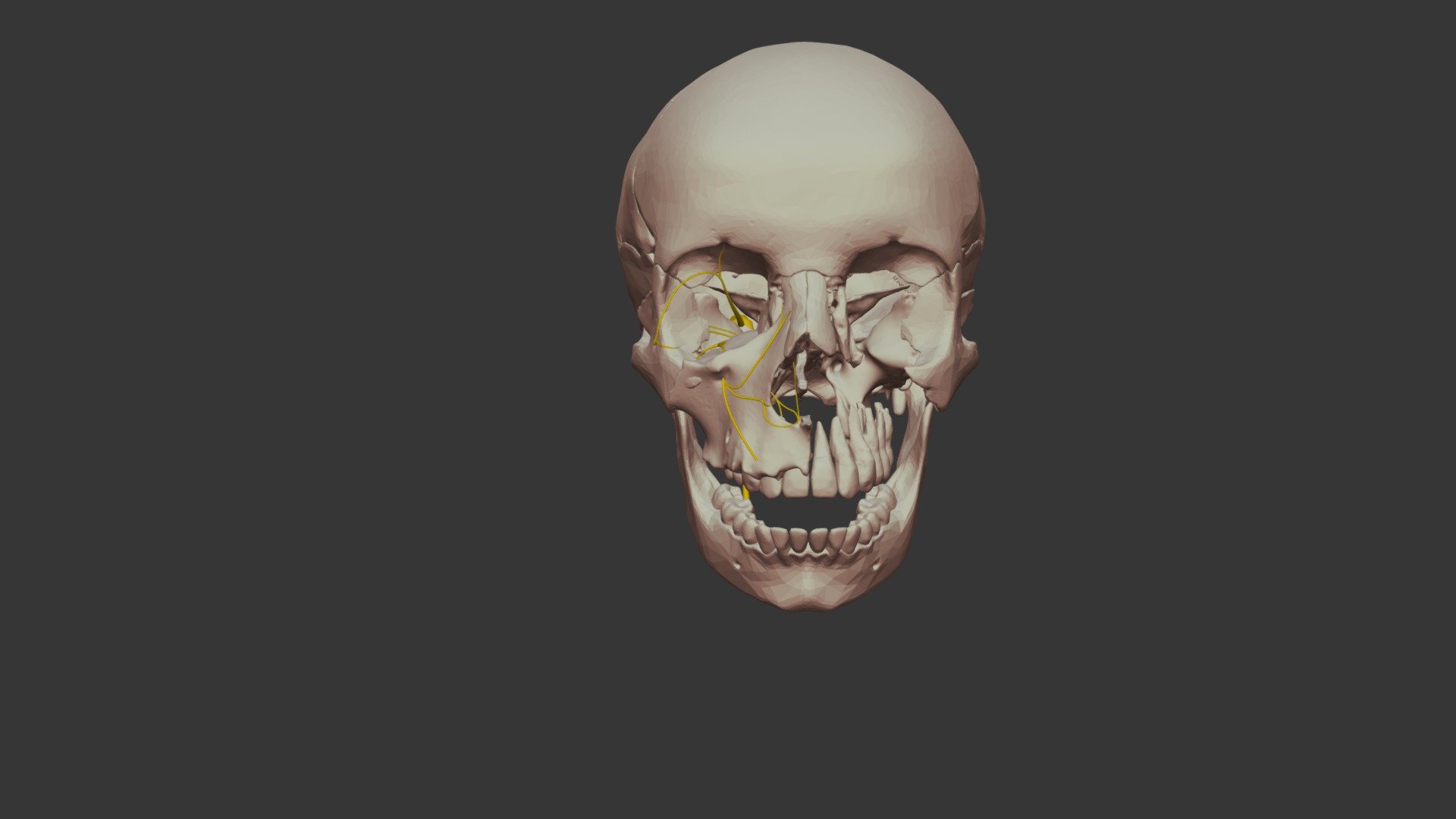 fossafinder_firstDraft_nerves004