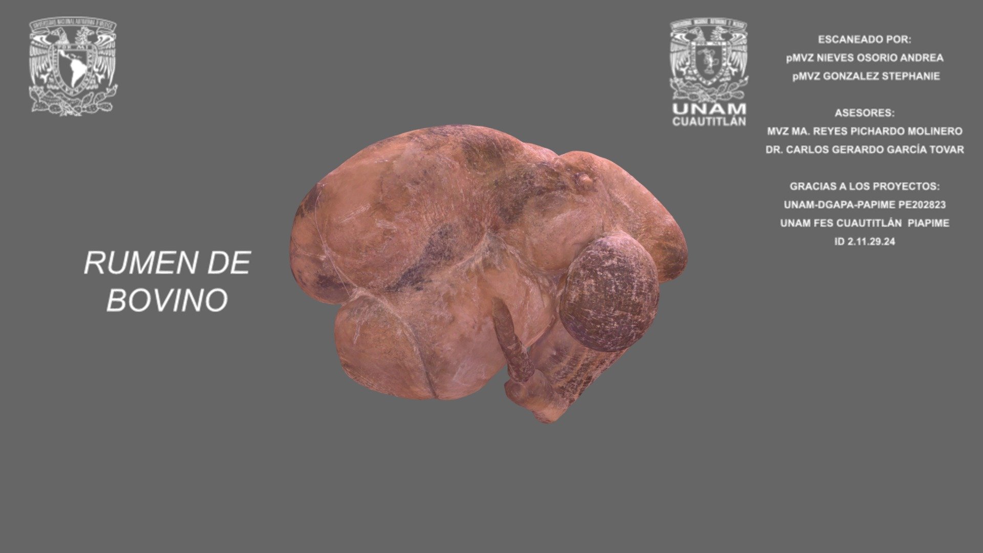 Rumen de bovino-Segunda parte - 3D model by Anatomía Veterinaria FESC ...