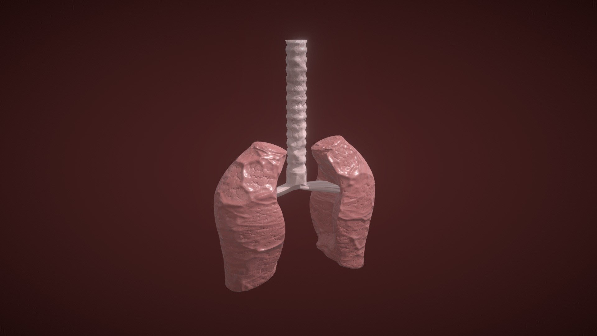 Textured Lungs (realistic) - Download Free 3D model by Chiligi [3bb15ab ...