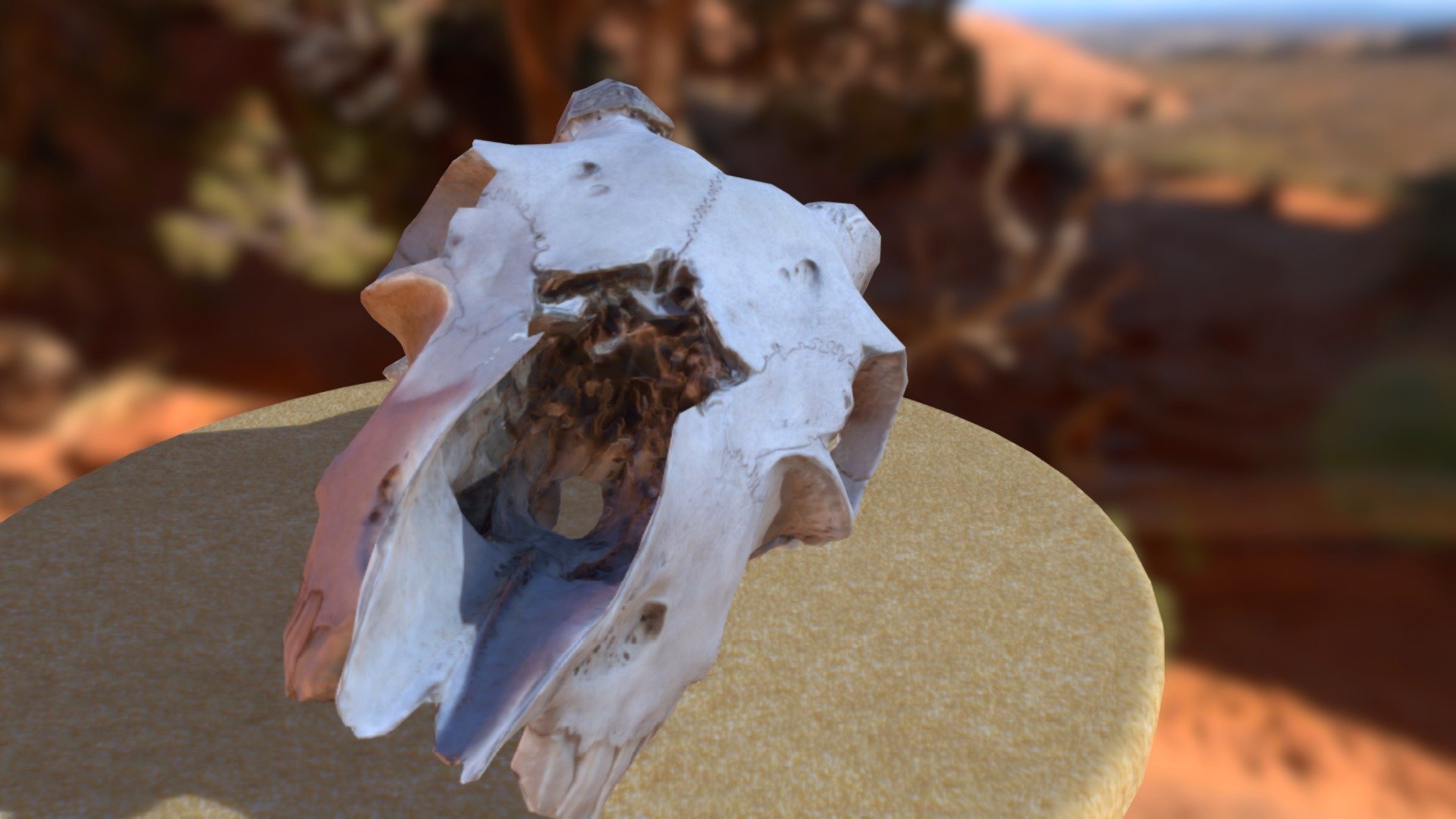 Goat Skull