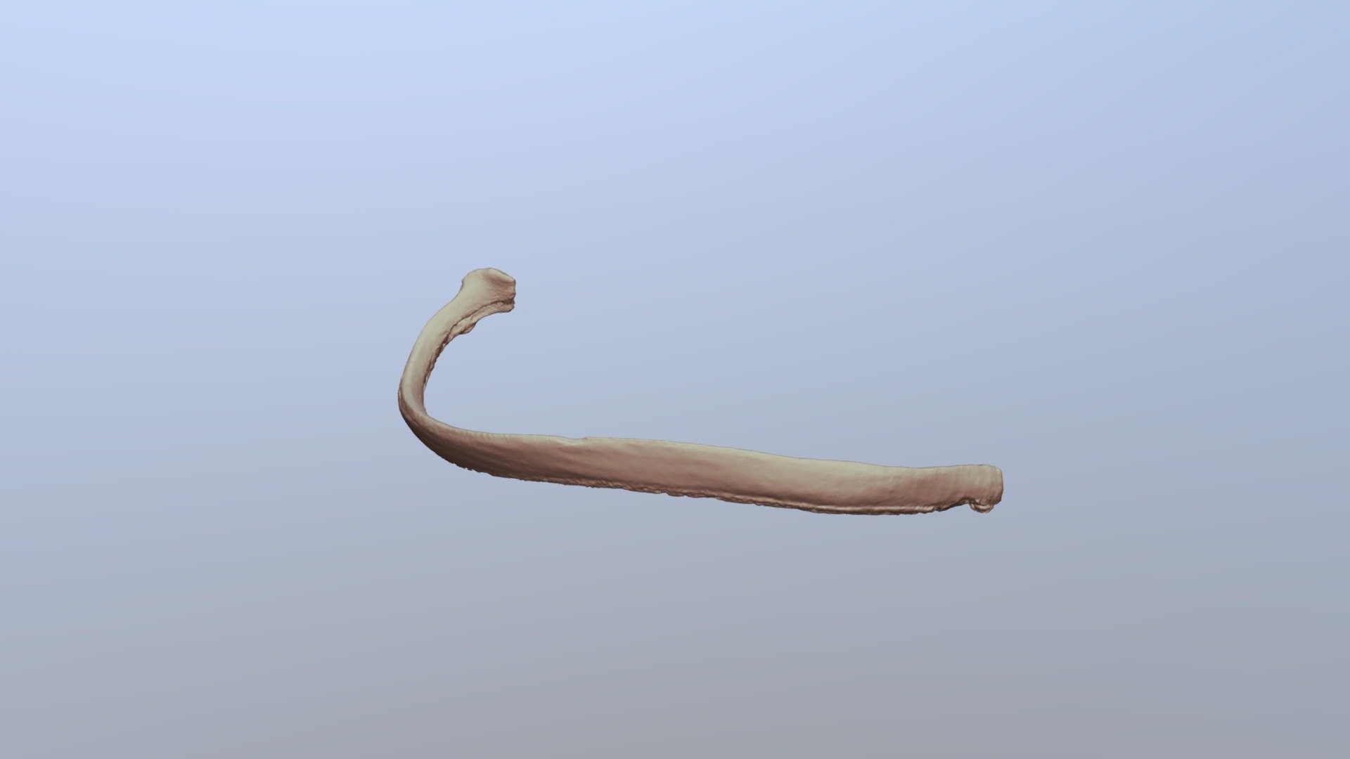 Human Rib - 3D model by OU Libraries (@libedge) [3bb4447] - Sketchfab
