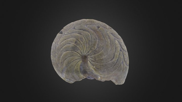 Cephalopod: Imitoceras rotatorium (PRI 44566)