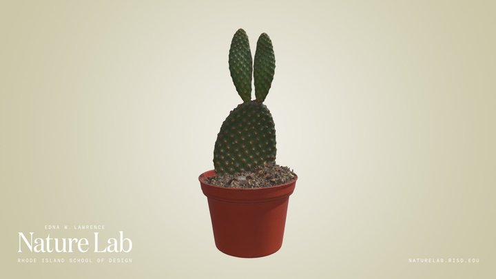Cactus plant