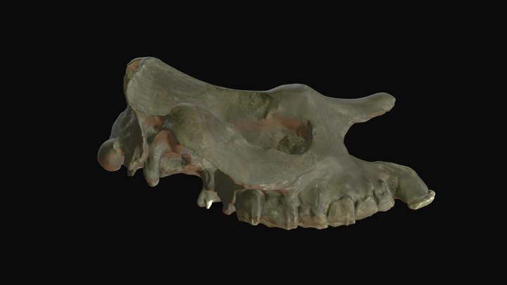 Teleoceras aepysoma (High-bodied rhino), cranium 3D Model