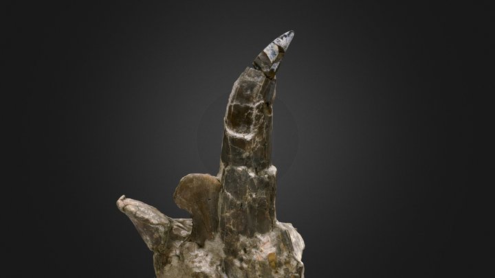 Crushed Tyrannosaur Tooth in Matrix 3D Model